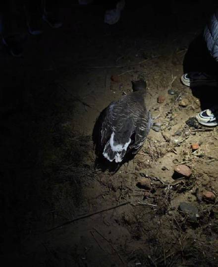 多方回应无人机栖息地撞死候鸟