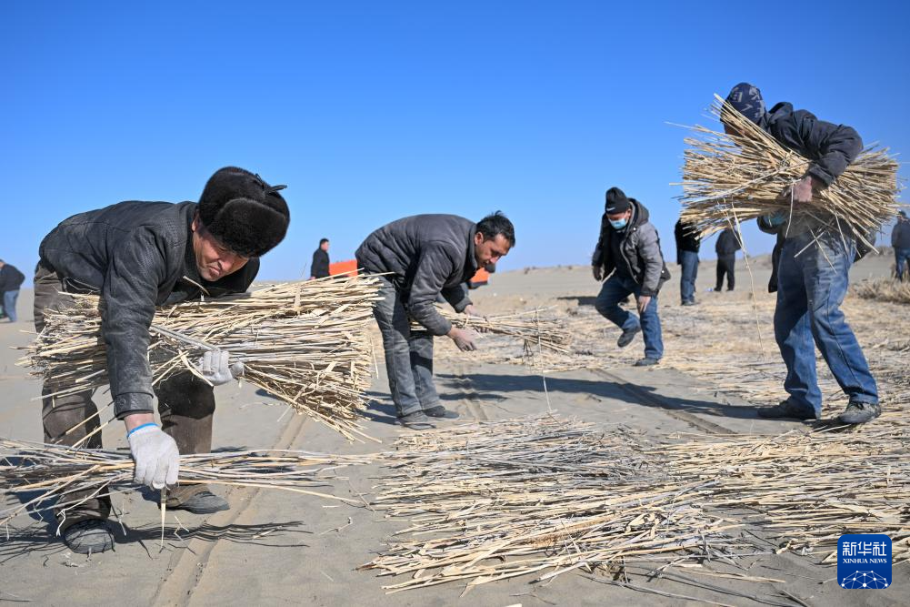 寒冬时节塔克拉玛干治沙正酣