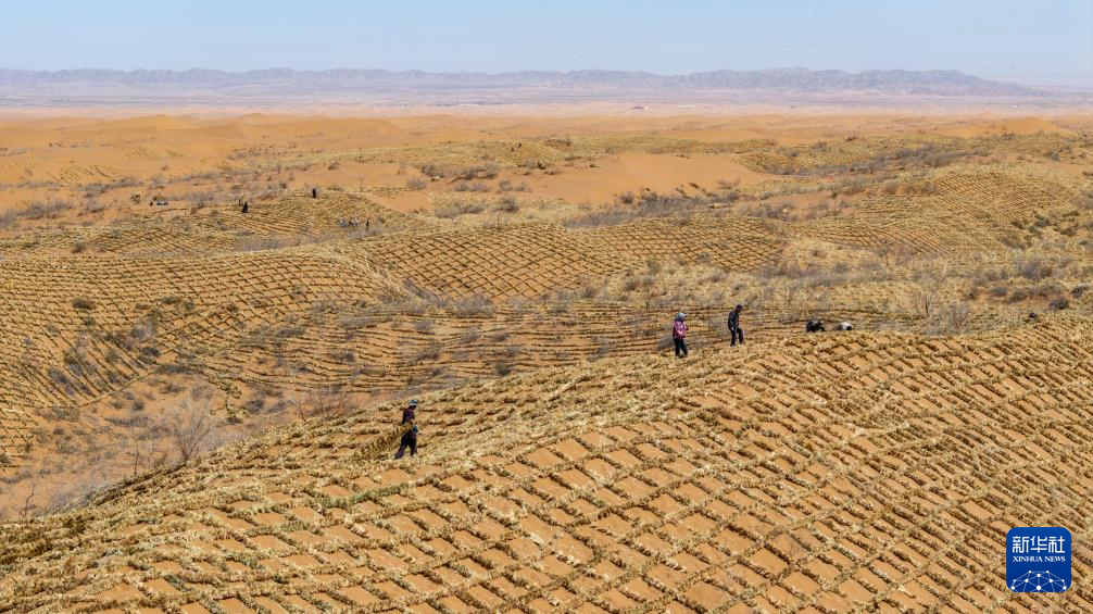 铺设草方格 春季锁沙忙