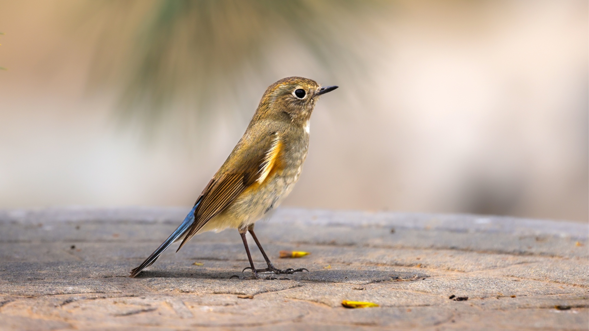 河北定兴：群鸟翩飞添生机
