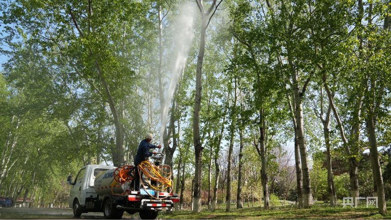 杨柳飞絮高发期将至 北京打出科技治理“组合拳”