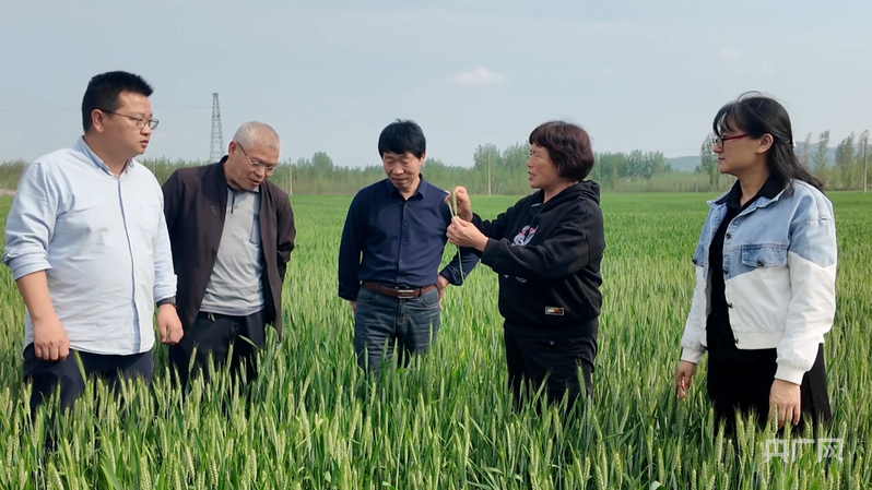 河南淅川：大力推进统防统治 精准做好麦田管护