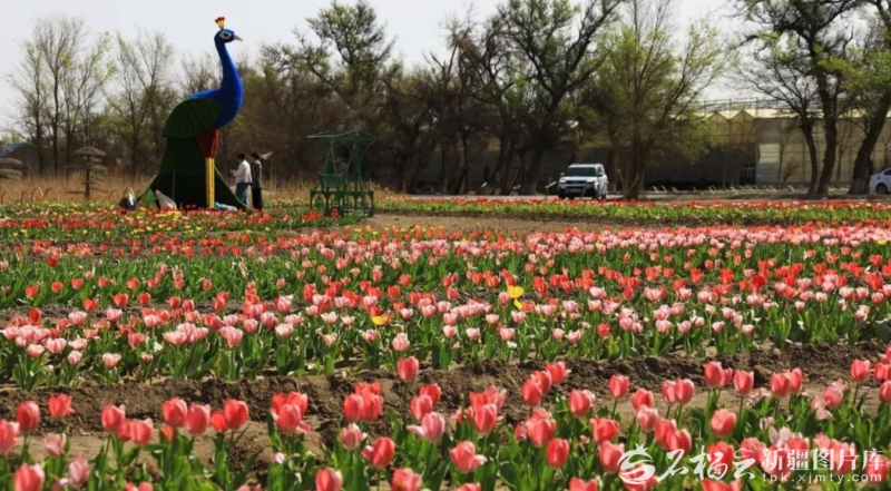 新疆是个好地方 | 清明寻芳正当时