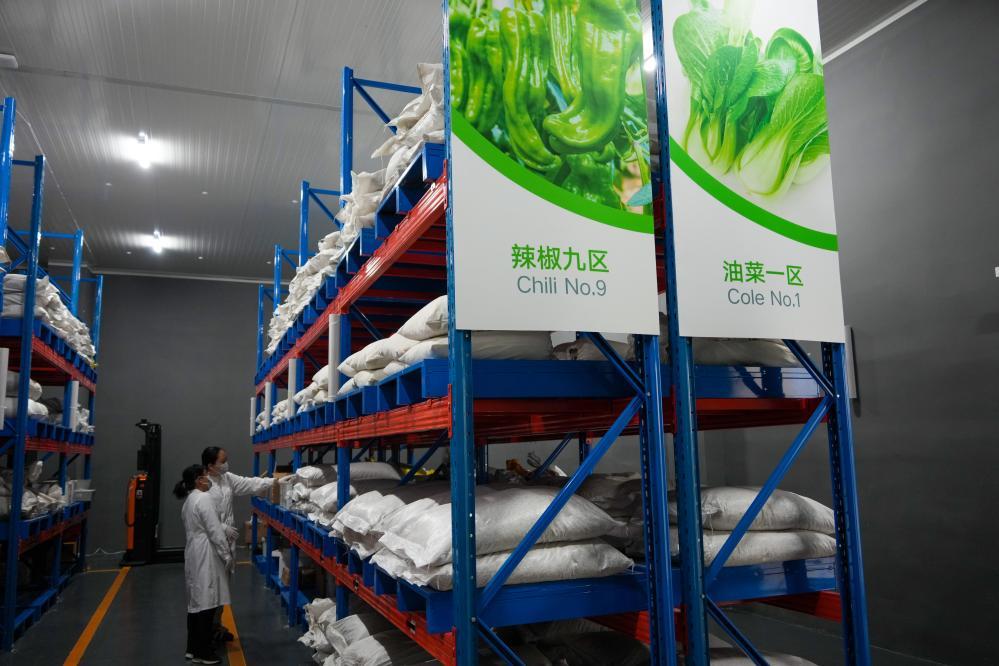 谁还没吃过寿光菜？它的“种子家底” 太惊人