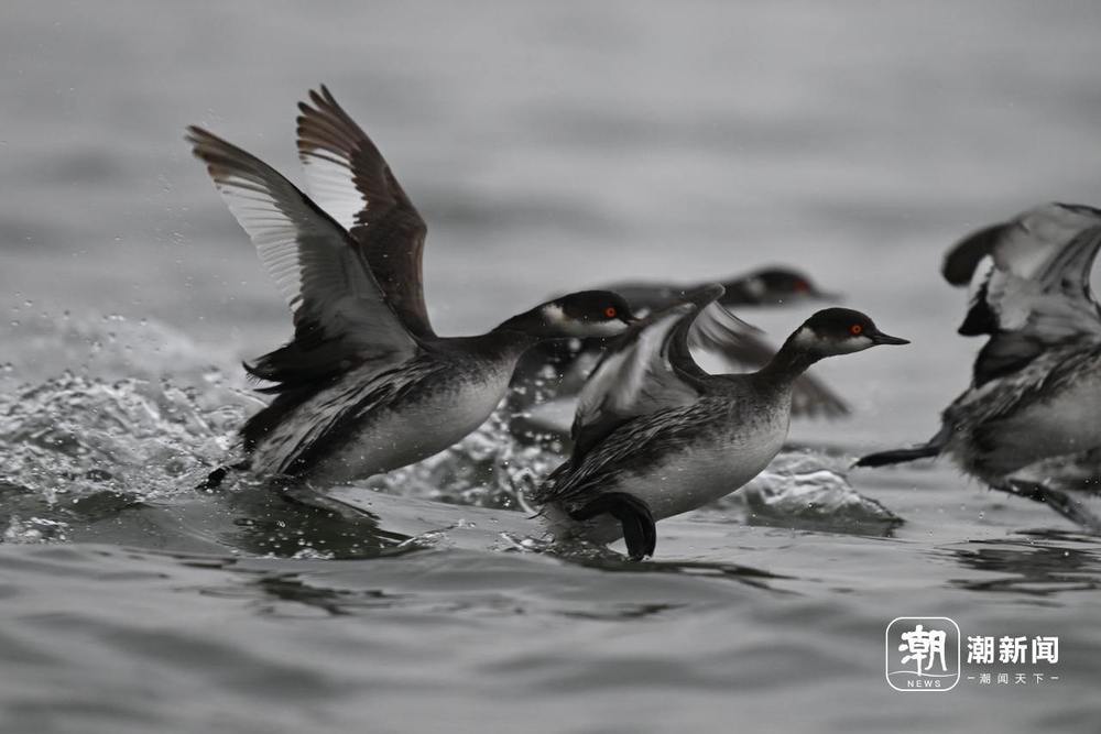 创纪录！11只黑颈䴙䴘齐降西湖，游客惊喜邂逅“国宝级”水鸟