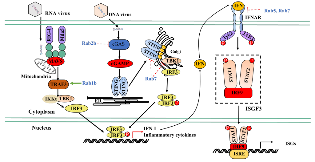 福建醫科大學鄭春福教授發表rabgtpases在天然免疫中最新研究進展的