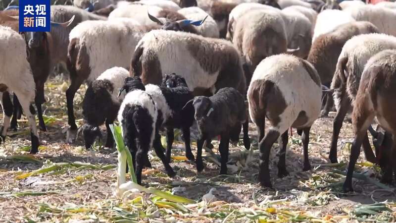 下山借牧还交上了朋友 这趟“冬牧”值了