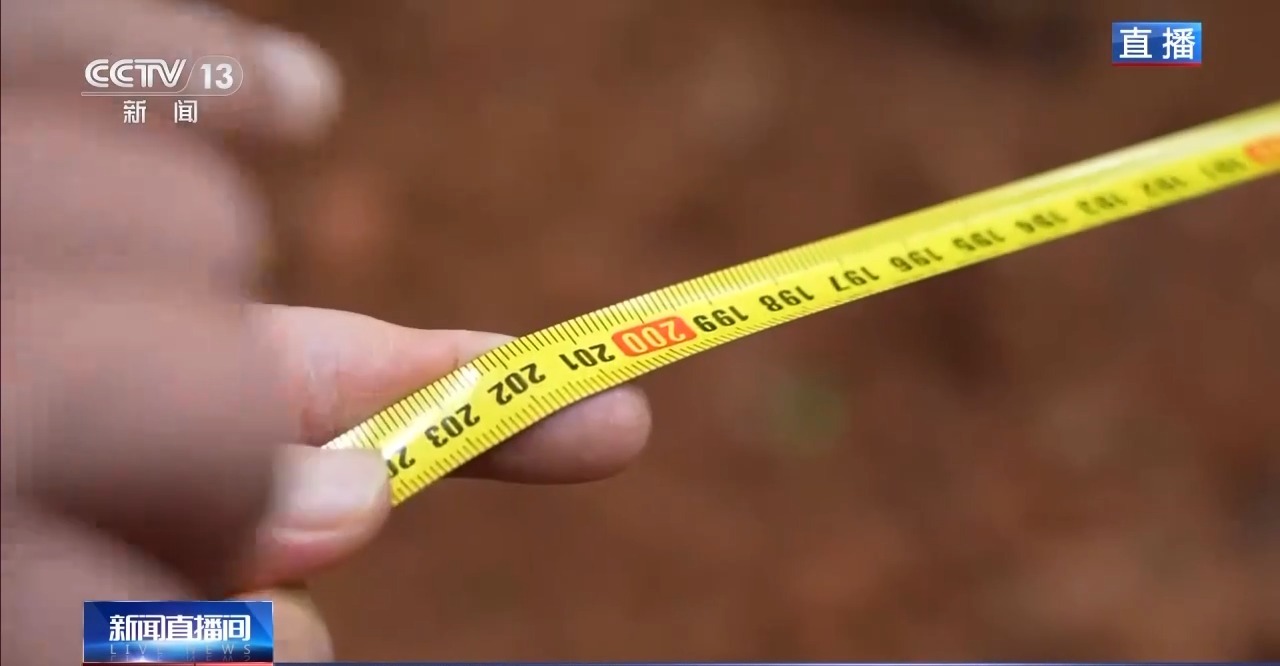 守护森林 看濒危植物的野外回归与守护