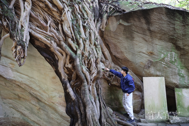 长江首城，“绿色国宝”何以长青