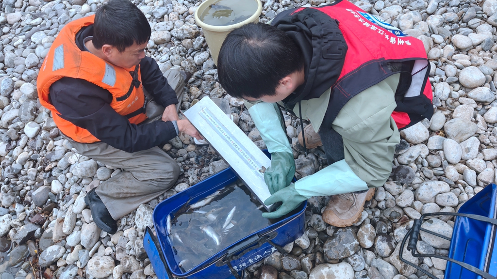 长江上游生态“代言人”金沙鲈鲤重现赤水河古蔺段